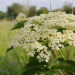fleurs de sureau noir Sambucus nigra en gros plan lors de la cueillette sauvage
