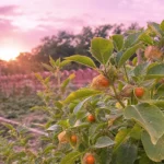 Plante ashwagandha withania somnifera dans un jardin ayurvédique