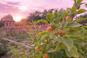 Plante ashwagandha withania somnifera dans un jardin ayurvédique