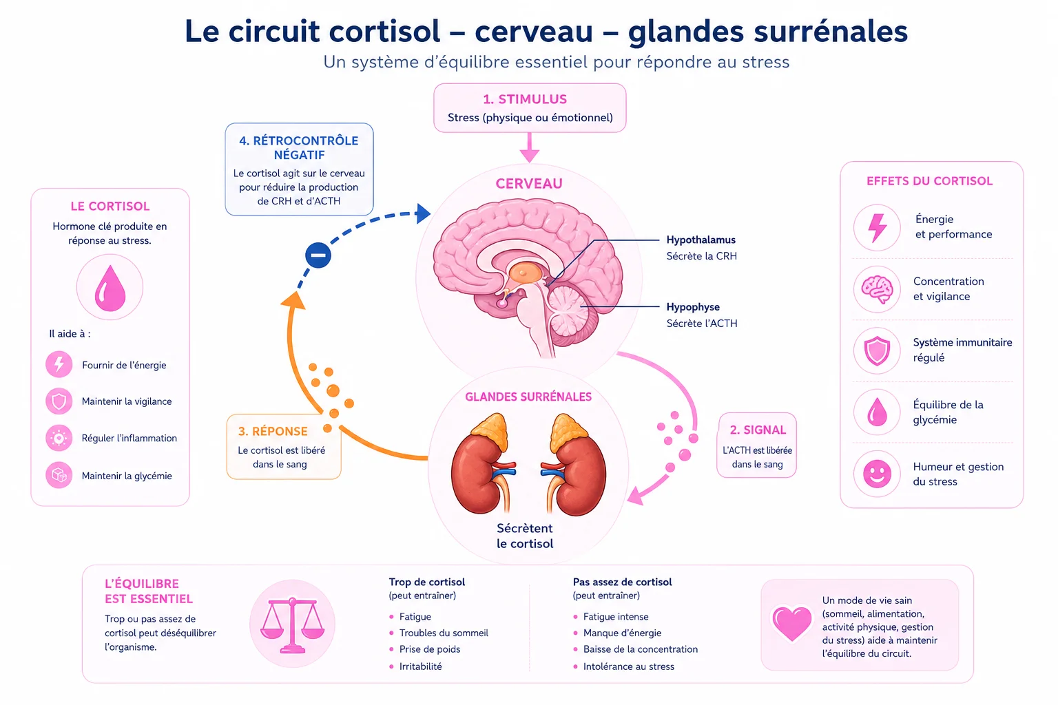 Comment le cortisol agit sur le poids schéma expliquant pourquoi le stress fait grossir via le cortisol