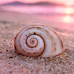 oeil de sainte lucie authentique posé sur sable méditerranéen